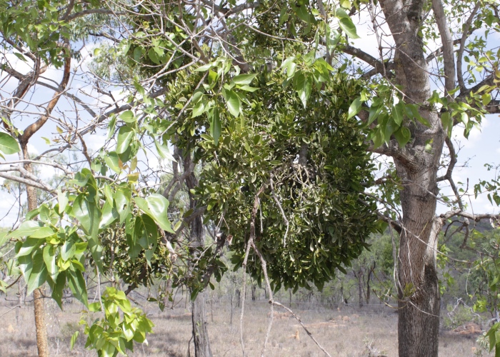 Northern Australian Plants Malvaceae